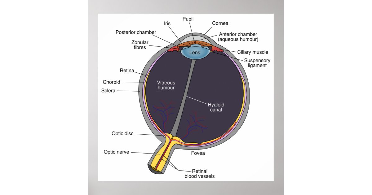 Eye Anatomy Poster | Zazzle.com