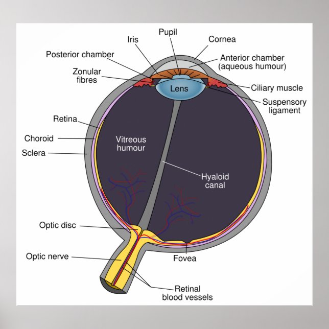 Eye Anatomy Poster (Front)