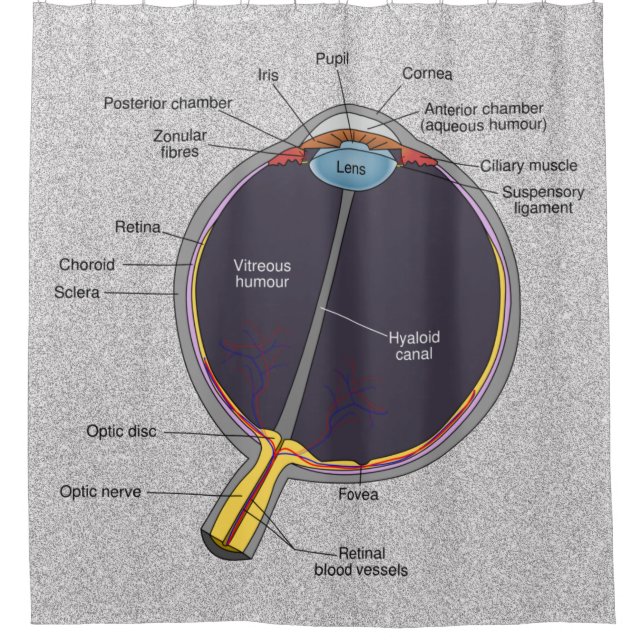 Eye Anatomy Shower Curtain (Front)