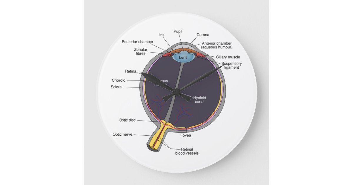 Eye Anatomy Wall Clock | Zazzle