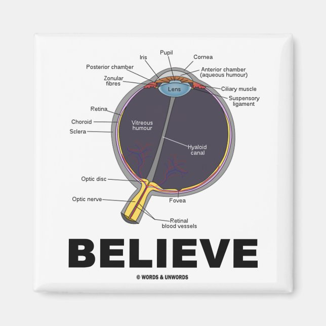 Eye Believe (Anatomical Humor) Magnet (Front)