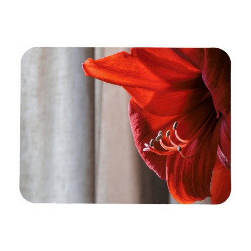 Eye_catching Red Lion Amaryllis Flower Photo Magnet