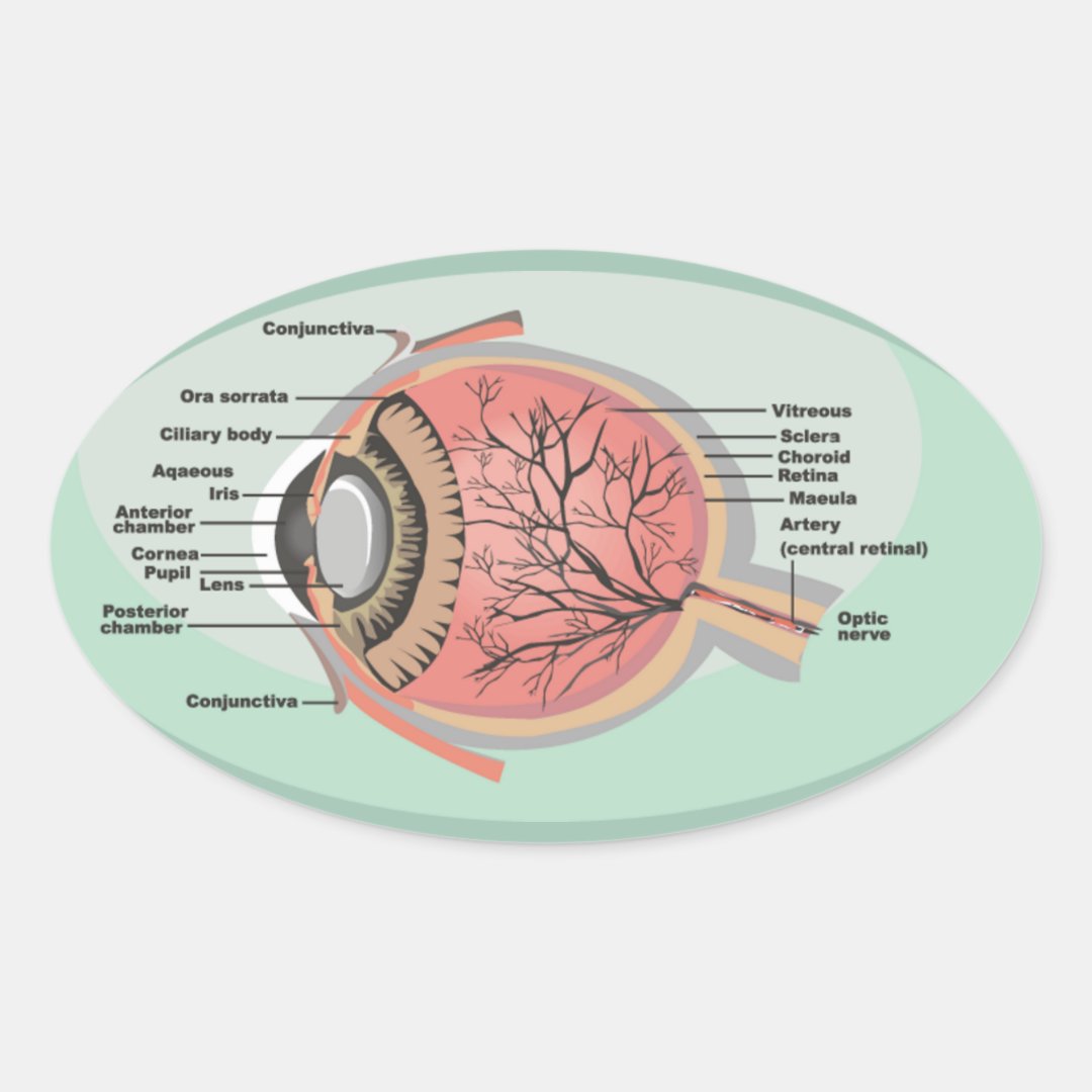 Eye Diagram for National Eye Care Month Oval Sticker Zazzle