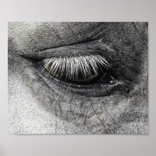 Eye equine fine art close up photography poster