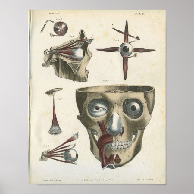 Eye Muscles and Skull Anatomy Print (Front)