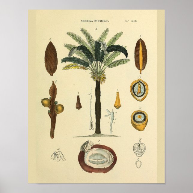 Eye Muscles Palm Tree Anatomy Art Print (Front)