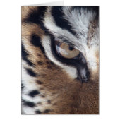 Eye of a Tiger (Front)