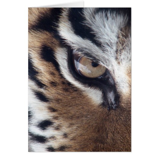 Eye of a Tiger Cards (Front)