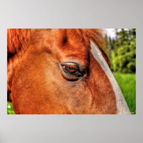 Eye of Chestnut Gelding Horse Equine Photo 2 Poster