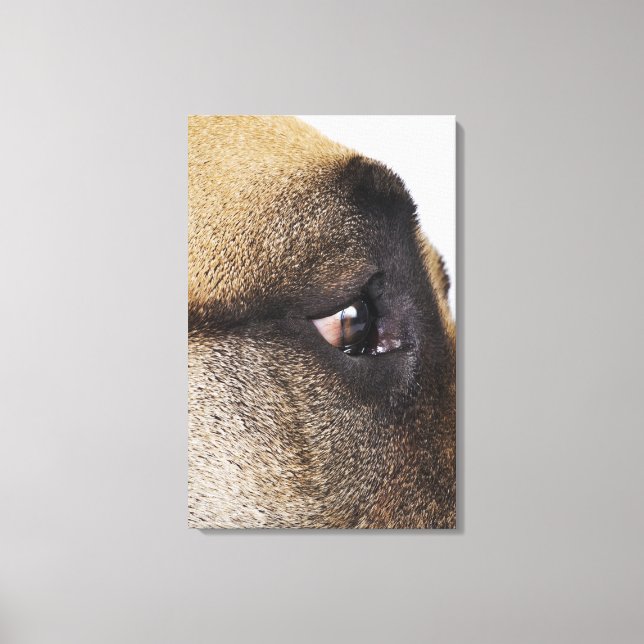 Eye of Great Dane Canvas Print (Front)