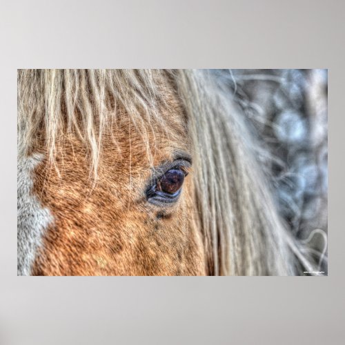Eye of Horse Ranch Horse Palomino Paint Photo Poster