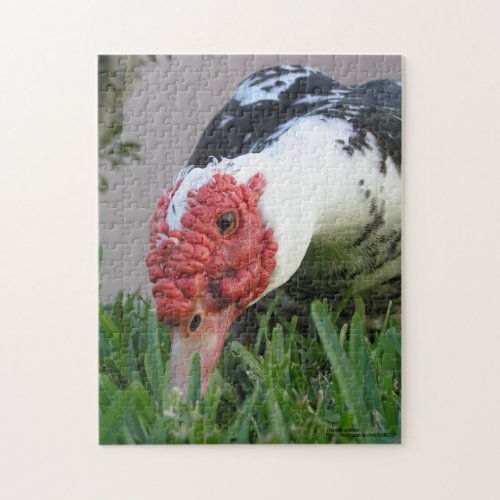 Eye of The Duck Close_Up Photograph Jigsaw Puzzle