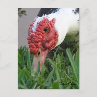 Eye of the Duck Close-Up Photograph