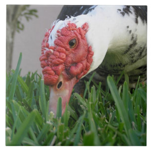 Eye of The Duck Close-Up Photograph Tile