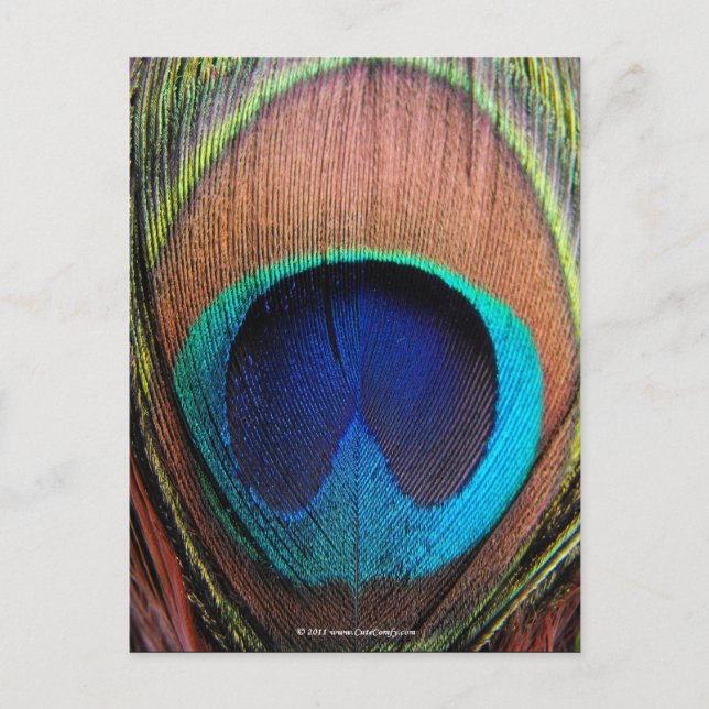 Eye of the Peacock Feather Close-Up Postcard (Front)