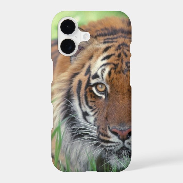 Eye of the Tiger Case-Mate iPhone Case (Back)