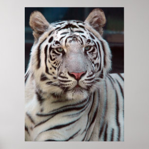 Eye of the Tiger Poster