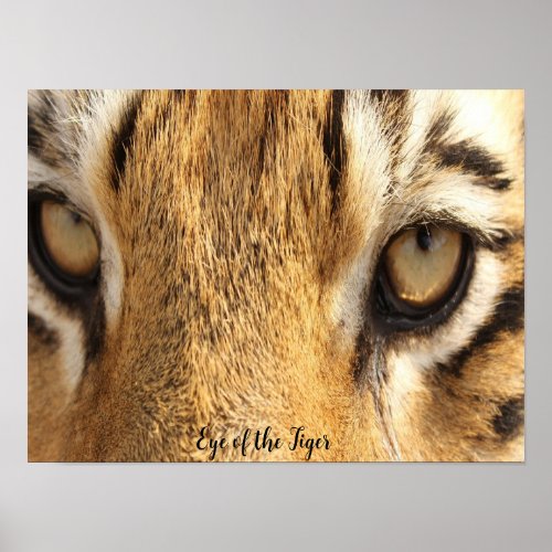 Eye of the Tiger Poster Big Cat