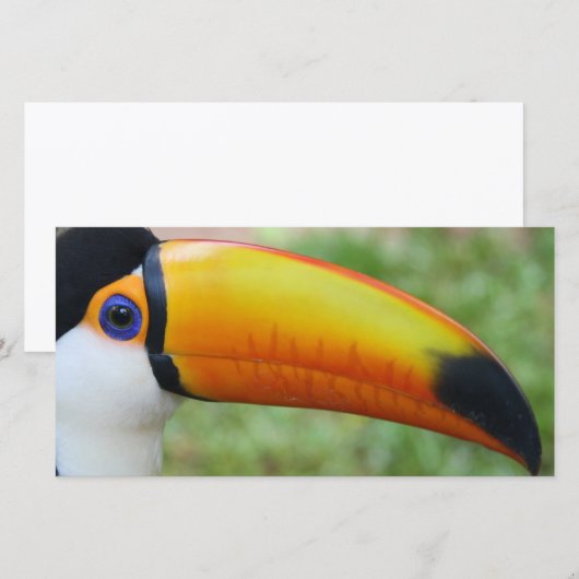 Eye of the Toucan (Front/Back)
