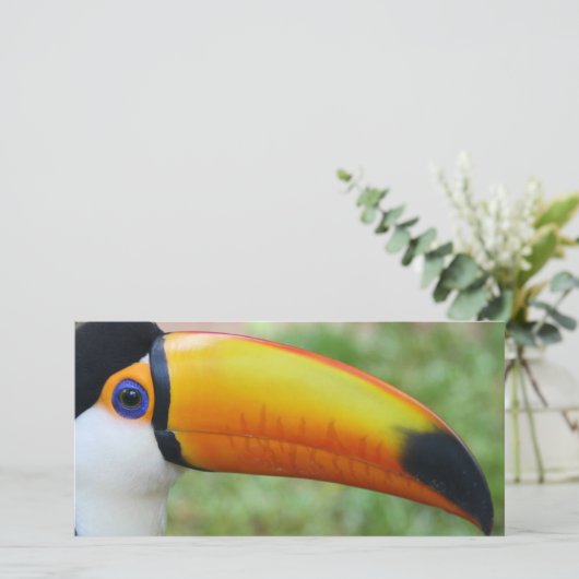 Eye of the Toucan (Standing Front)