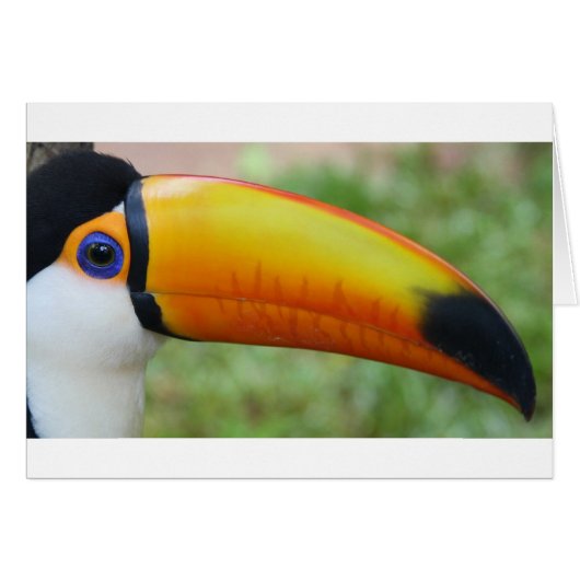 Eye of the Toucan Cards (Front Horizontal)