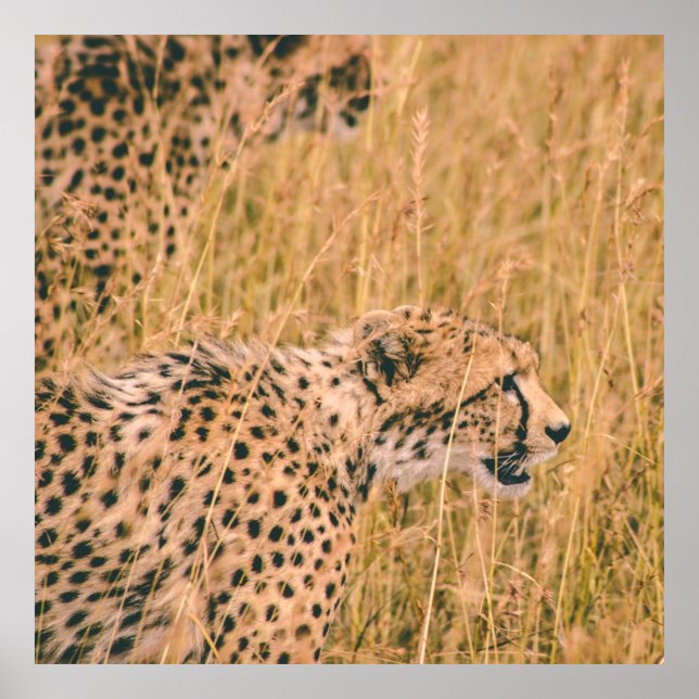 EYE ON THE TARGET - LEOPARD ANIMALS PHOTO POSTER (Front)