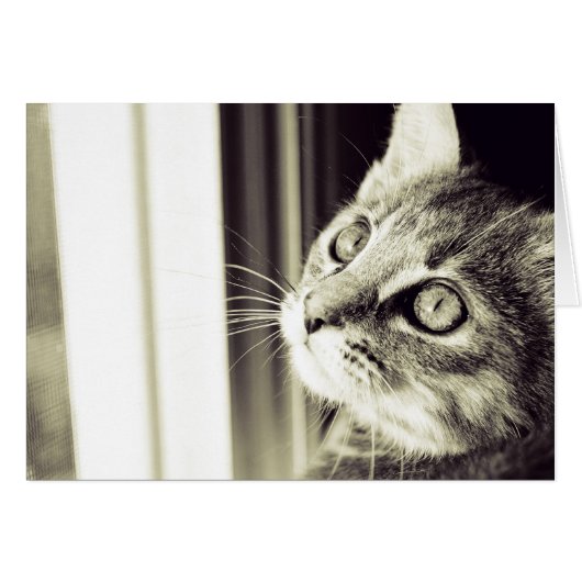 Eye See the Stars in Black and White (Front Horizontal)