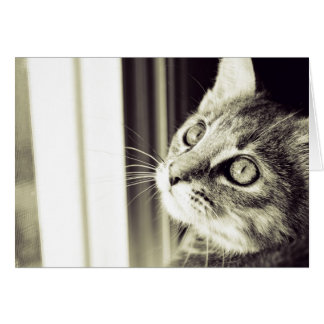 Eye See the Stars in Black and White Cards