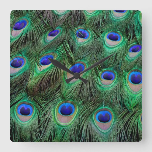 Eye_spots on Male Peacock feather Square Wall Clock