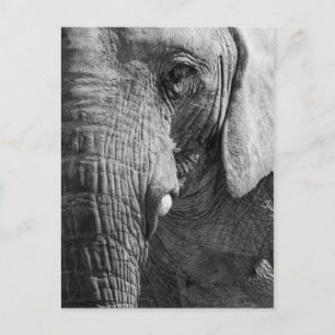 Eye Spy Postcard