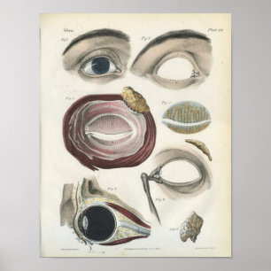 Eye Vintage Anatomy Print