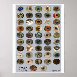 EyeAmArt Collection of Endangered Animal Eyes Poster