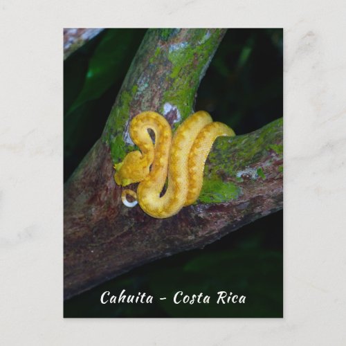 Eyelash viper in Punta Cahuita _ Costa Rica Postcard