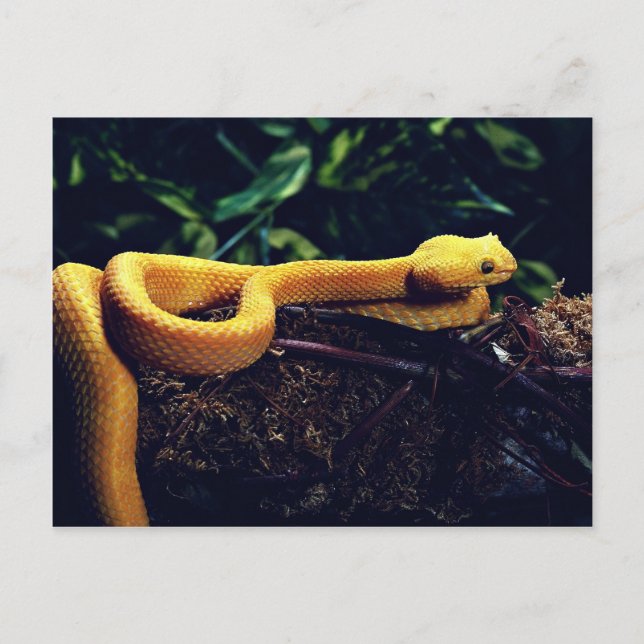 Eyelash viper, Mexico and California Postcard (Front)