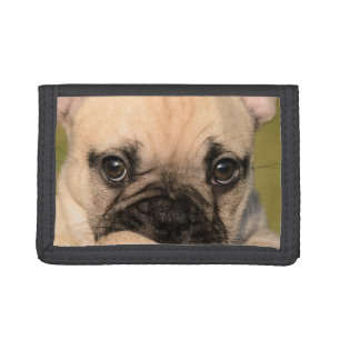 Eyes of a Cute French Bulldog Puppy, Purse Tri-fold Wallet