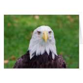 Eyes of an Eagle (Front Horizontal)