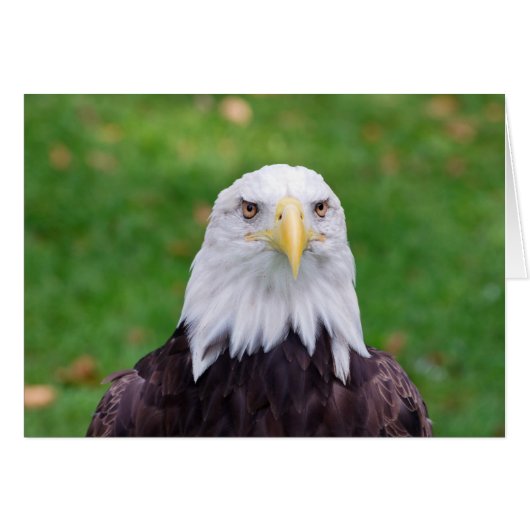 Eyes of an Eagle (Front Horizontal)