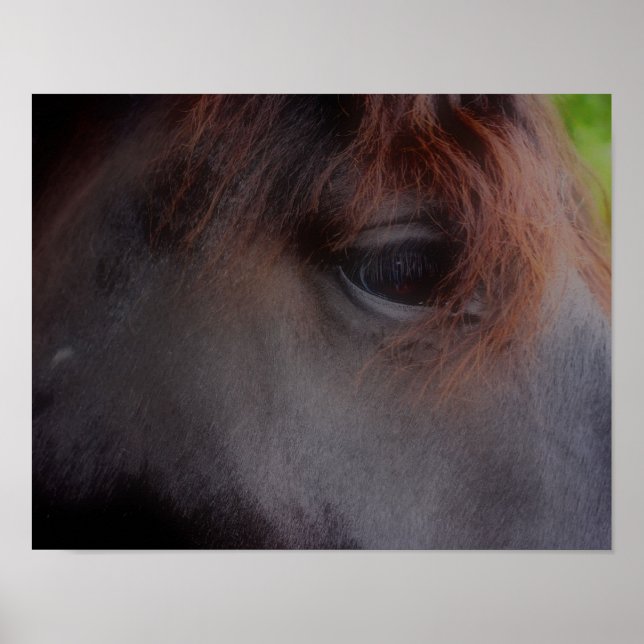 Eyes Of The Soul Percheron Draft  Horse Poster (Front)