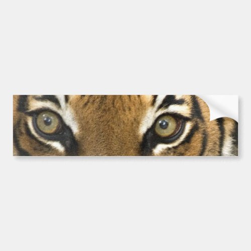 Eyes of the Tiger Bumper Sticker