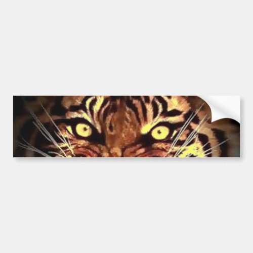 Eyes of Wild Sumatran Tiger Bumper Sticker