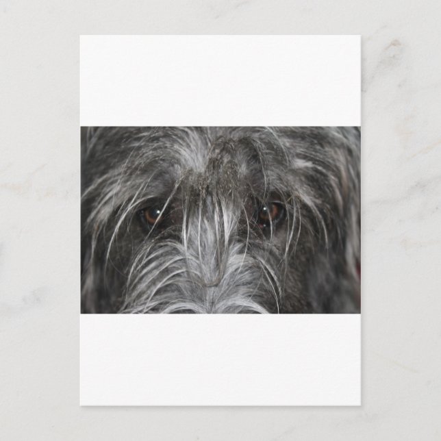 Eyes that mesmerize postcard (Front)