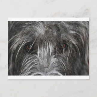 Eyes that mesmerize postcard