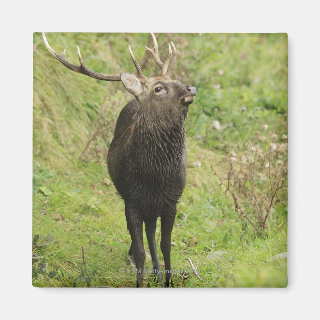 Ezo Deer Magnet (Front)