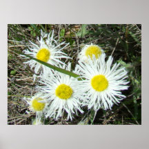 F10 White Wildflowers Tufted Fleabane