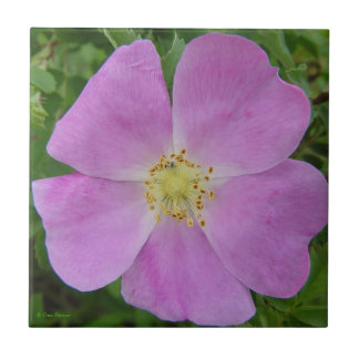 F11 Prairie Wild Rose "Rosa arkansana" Ceramic Tile