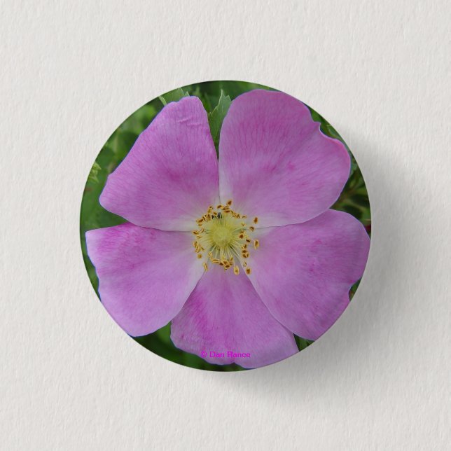 F11 Prairie Wild Rose "Rosa arkansana" Pinback Button (Front)