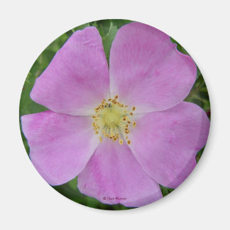 F11 Wild Rose "Rosa arkansana" Magnet