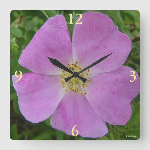 F11 Wild Rose "Rosa arkansana" Square Wall Clock