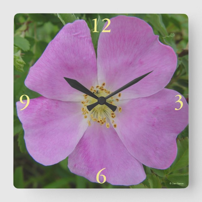 F11 Wild Rose "Rosa arkansana" Square Wall Clock (Front)