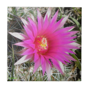 F12 Ball Cactus "Escobaria vivipara" Ceramic Tile